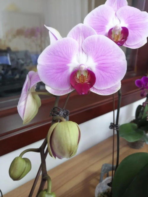 和潤(rùn)農(nóng)業(yè) 精品花卉與蔬菜火熱上市，點(diǎn)亮您的生活與餐桌
