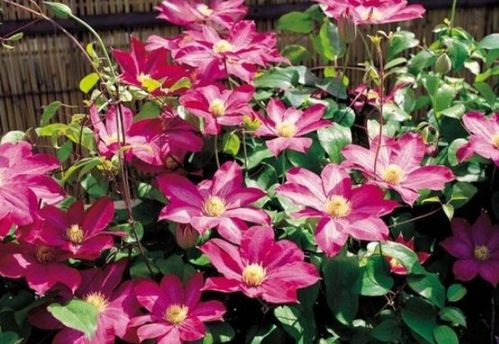 新手養(yǎng)花選它！花中精品輕松爬滿(mǎn)墻，花朵大又美，還能當(dāng)蔬菜吃