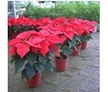 萬(wàn)年紅花卉企業(yè)黃頁(yè) 跨界發(fā)展，探索蔬菜產(chǎn)業(yè)新機(jī)遇