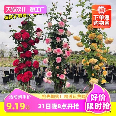 指尖上的綠色革命 當(dāng)網(wǎng)購(gòu)遇上蔬菜新潮流